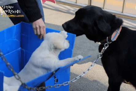 공중파 역대급 강아지 귀요미 | 인스티즈