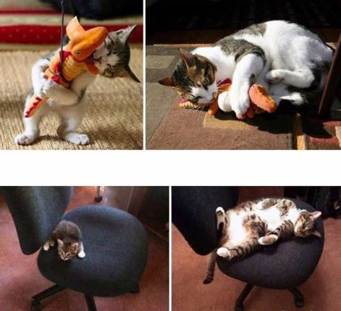 고양이 확대범.jpg | 인스티즈