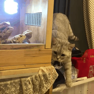 괜히 시비거는 냥아치.gif | 인스티즈