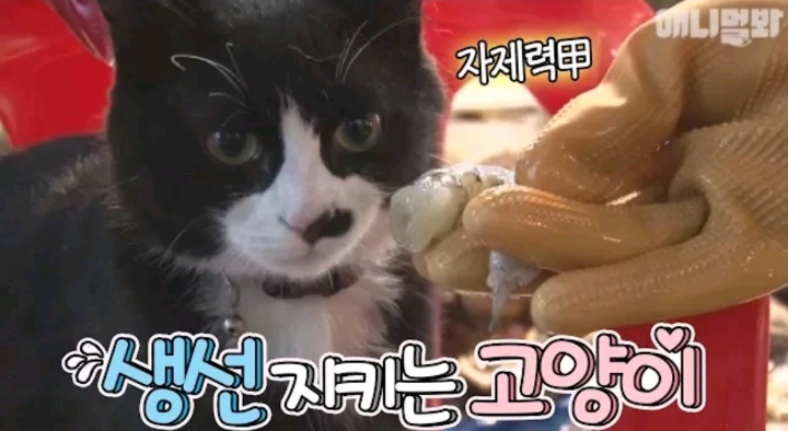 생선가게 지키는 고양이 | 인스티즈