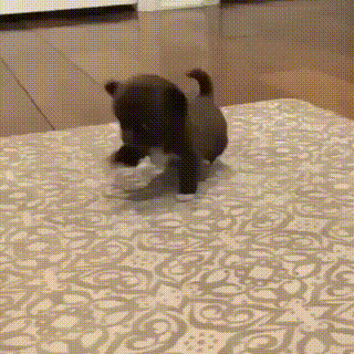 걸음마 배우는 댕댕이.gif | 인스티즈