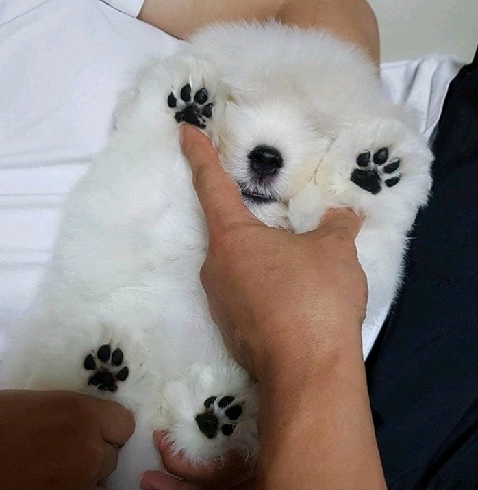 강아지 발바닥.jpg | 인스티즈