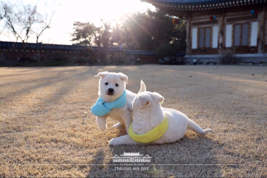 목도리 선물받은 청와대 강아지들 | 인스티즈
