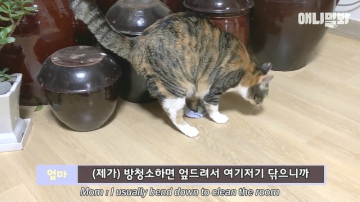 깜짝.....걸레질을 하는 고양이가 있다....?.....JPGIF | 인스티즈