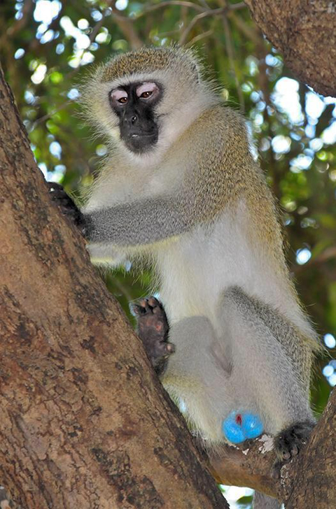 푸른 부랄을 가진 원숭이 | 인스티즈