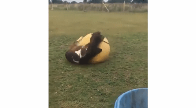 사람들이 잘 모르지만 공놀이를 좋아하는 동물들.gif | 인스티즈