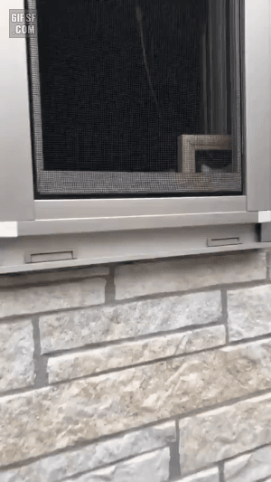 액자 속 강아지.gif | 인스티즈