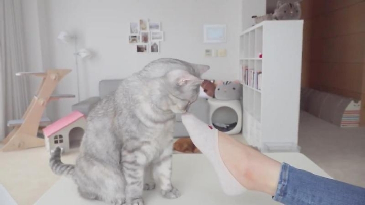 고양이들은 발을 좋아할까? | 인스티즈