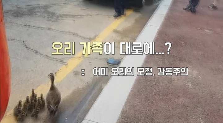 경남 창원 오리가족의 감동적인 이주 일기 | 인스티즈