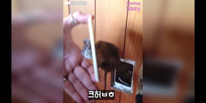 콘센트에 쥐 머리가 껴있다면? | 인스티즈