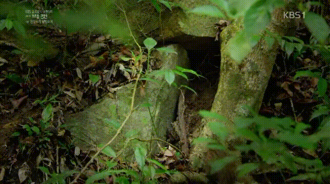 세상에서 가장 작은 고양이.jpgif | 인스티즈