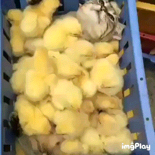 병아리에 파묻힌 냥이.gif | 인스티즈