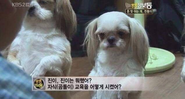 돈 훔쳐서 벌 받는 강아지들 | 인스티즈