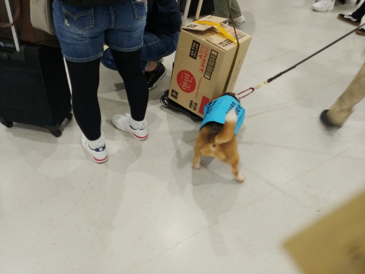 아직은 일이 서툰 공항 마약탐지견 | 인스티즈
