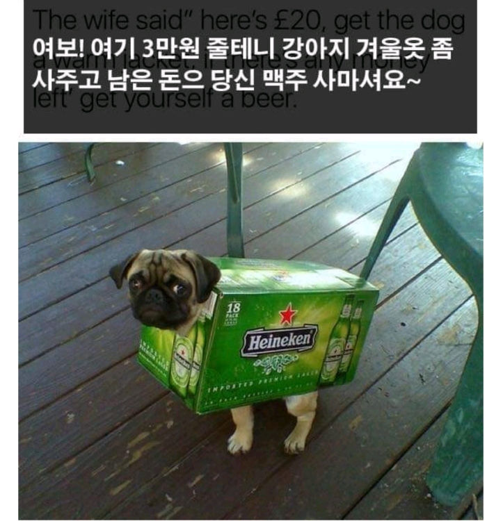 여보 3만원주께 강아지옷사주고. 나머지 가지세요 (유머) | 인스티즈