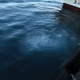 몇일 전 한국에서 잡힌 고래 상어 ㄷㄷ.gif | 인스티즈