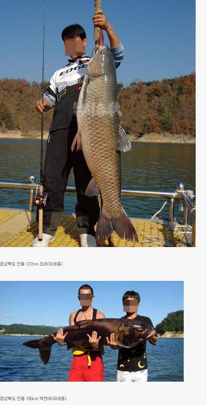 우리나라 민물에서 잡힌 대형 물고기들 | 인스티즈
