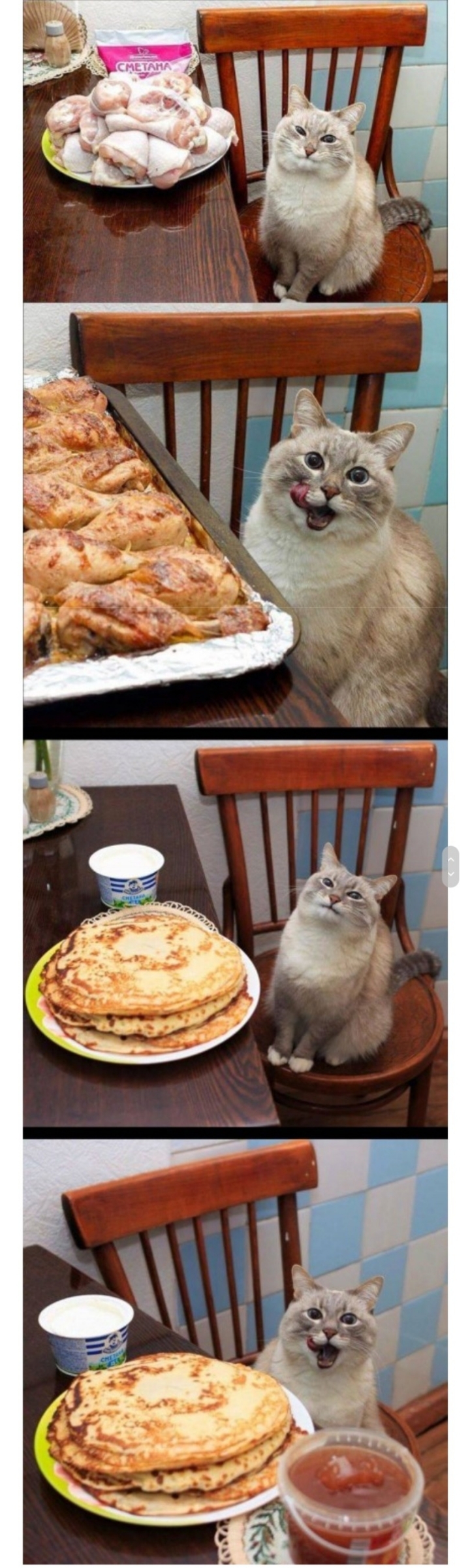 맛잘알 고양이.jpg | 인스티즈