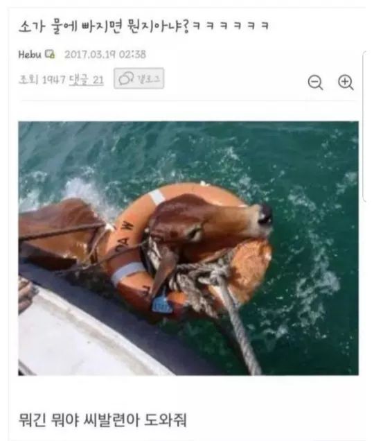 소가 물에 빠지면? | 인스티즈