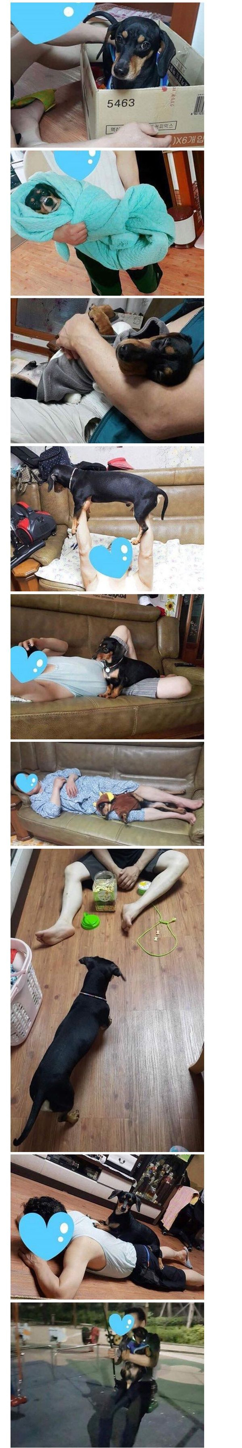 강아지 데려오면 버린다던 아버지.jpg | 인스티즈