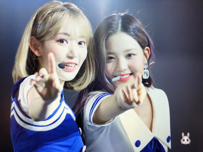 아이즈원) 사쿠라의 멤버 주접 1탄 (막내토끼 장원영) | 인스티즈