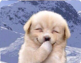 강아지 눈웃음과 에이핑크 정은지 눈웃음.jpgif | 인스티즈