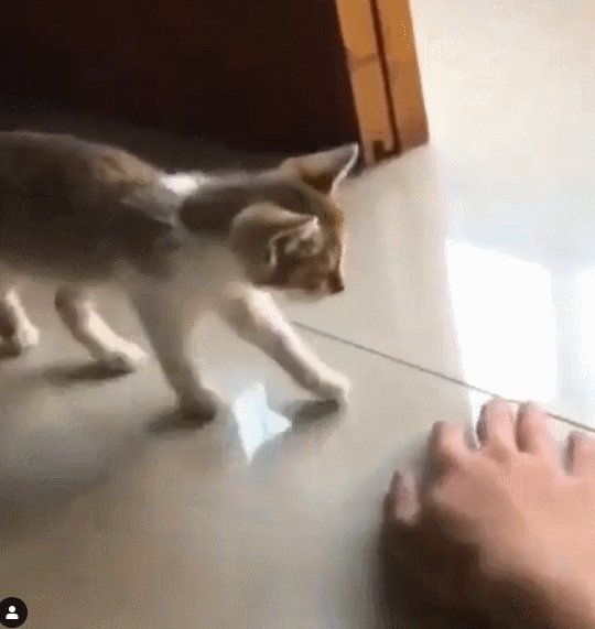 친근함을 표시하는 고양이과 동물 특유의 행동...JPG | 인스티즈