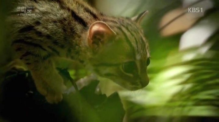 세상에서 가장 작은 고양이.jpgif | 인스티즈