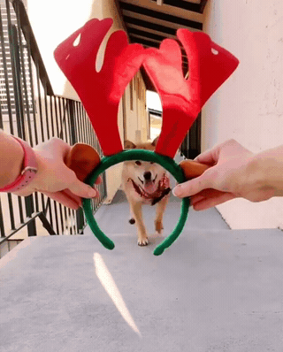 크리스마스 시바견 | 인스티즈