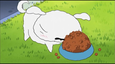 흰둥이가 살쪘어요.jpg | 인스티즈