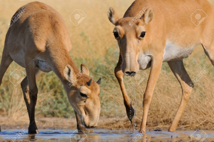 몽골에 사는 사이가 영양.jpg | 인스티즈