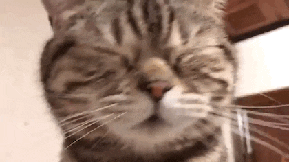 양파 써는데 구경하는 고양이 | 인스티즈