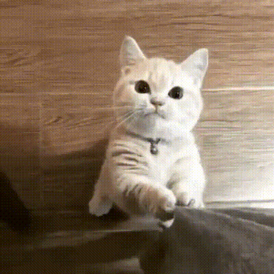 고양이를 안좋아 하는데도 소장하고 있는 고양이 짤들 | 인스티즈