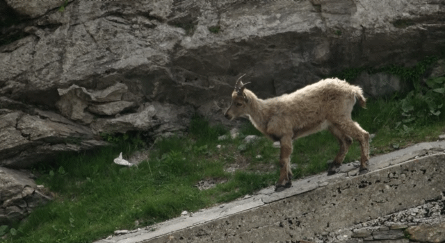 인간이 만든 댐을 타고 다니는 동물.jpgif | 인스티즈