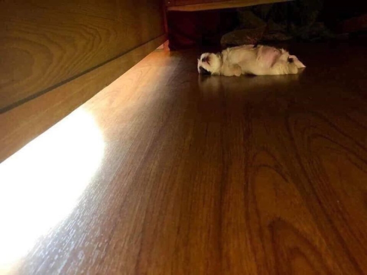 개가 잠을 이상하게 자요.jpg | 인스티즈