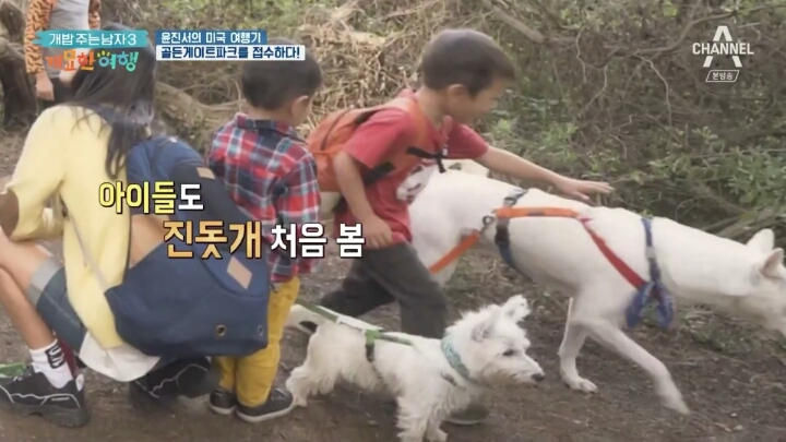 미국여행 간 진돗개의 인기.jpg | 인스티즈