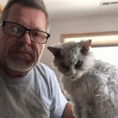 화나보이는 고양이.gif | 인스티즈