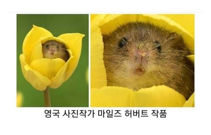 진짜 작고 귀여운 쥐.jpg | 인스티즈