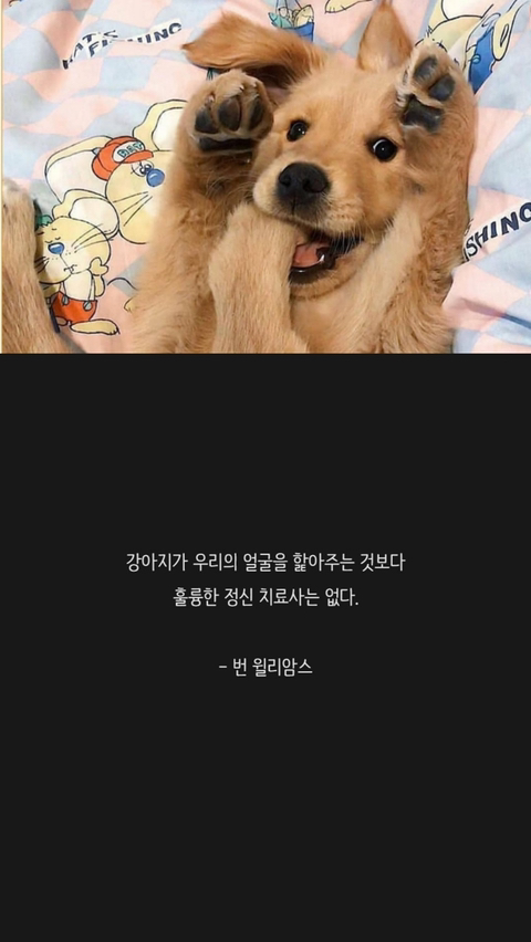 반려견에 관한 명언 | 인스티즈
