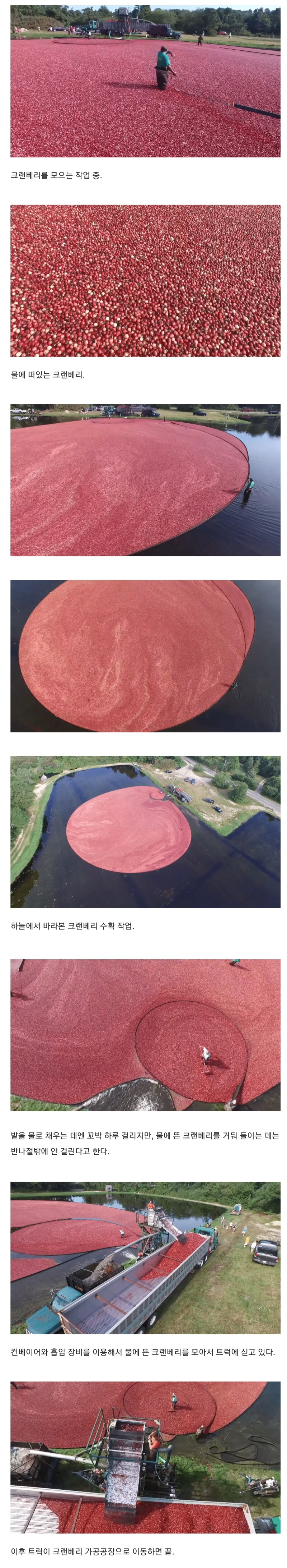 매우 만족스러운 크랜베리 수확 과정.jpg | 인스티즈