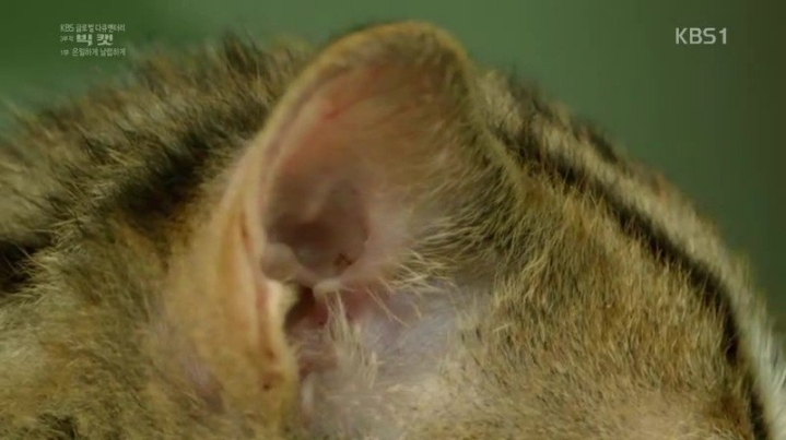 세상에서 가장 작은 고양이.jpgif | 인스티즈