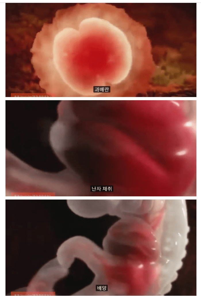 사랑하는 남자는 없지만 가정을 갖고 싶었던 중국여성.jpg | 인스티즈