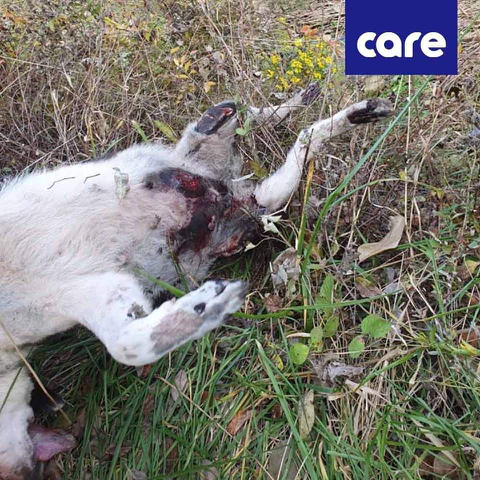 혐주의] 11월 4일 금산에서 아스팔트에 갈려 처참하게 학대와 살해당한 강아지 | 인스티즈