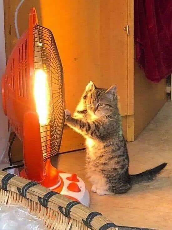 귀여운 고양이 사진 모음 | 인스티즈