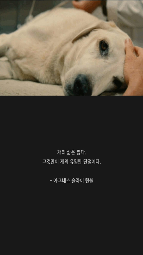 반려견에 관한 명언 | 인스티즈