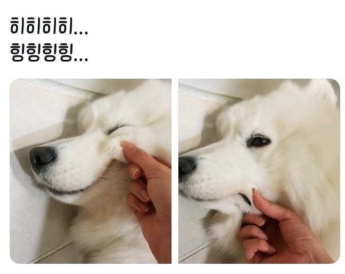 뽀솜이 이미지