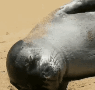 해변가에서 낮잠 자는 물댕댕.jpg | 인스티즈