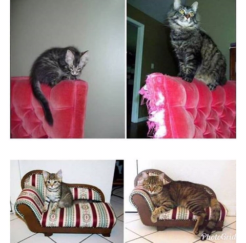 고양이 확대범.jpg | 인스티즈