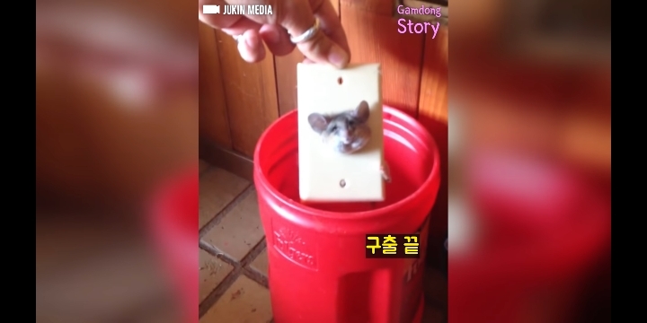 콘센트에 쥐 머리가 껴있다면? | 인스티즈