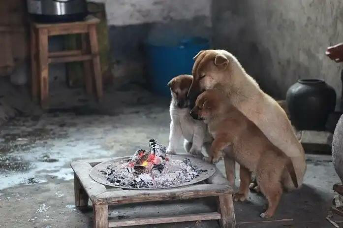 화롯가의 강아지들.jpg | 인스티즈